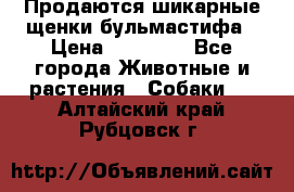 Продаются шикарные щенки бульмастифа › Цена ­ 45 000 - Все города Животные и растения » Собаки   . Алтайский край,Рубцовск г.